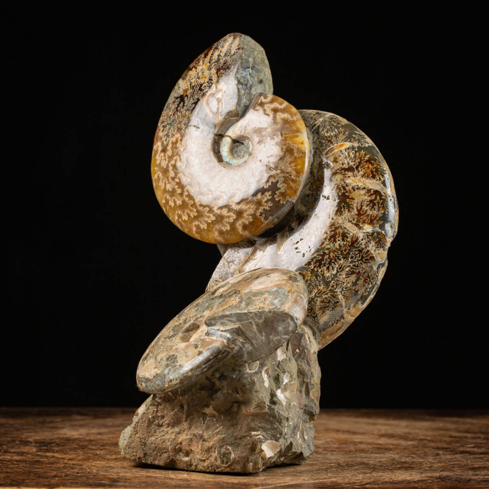 Cretaceous Ammonites Fossilized Treasures - AMM-268